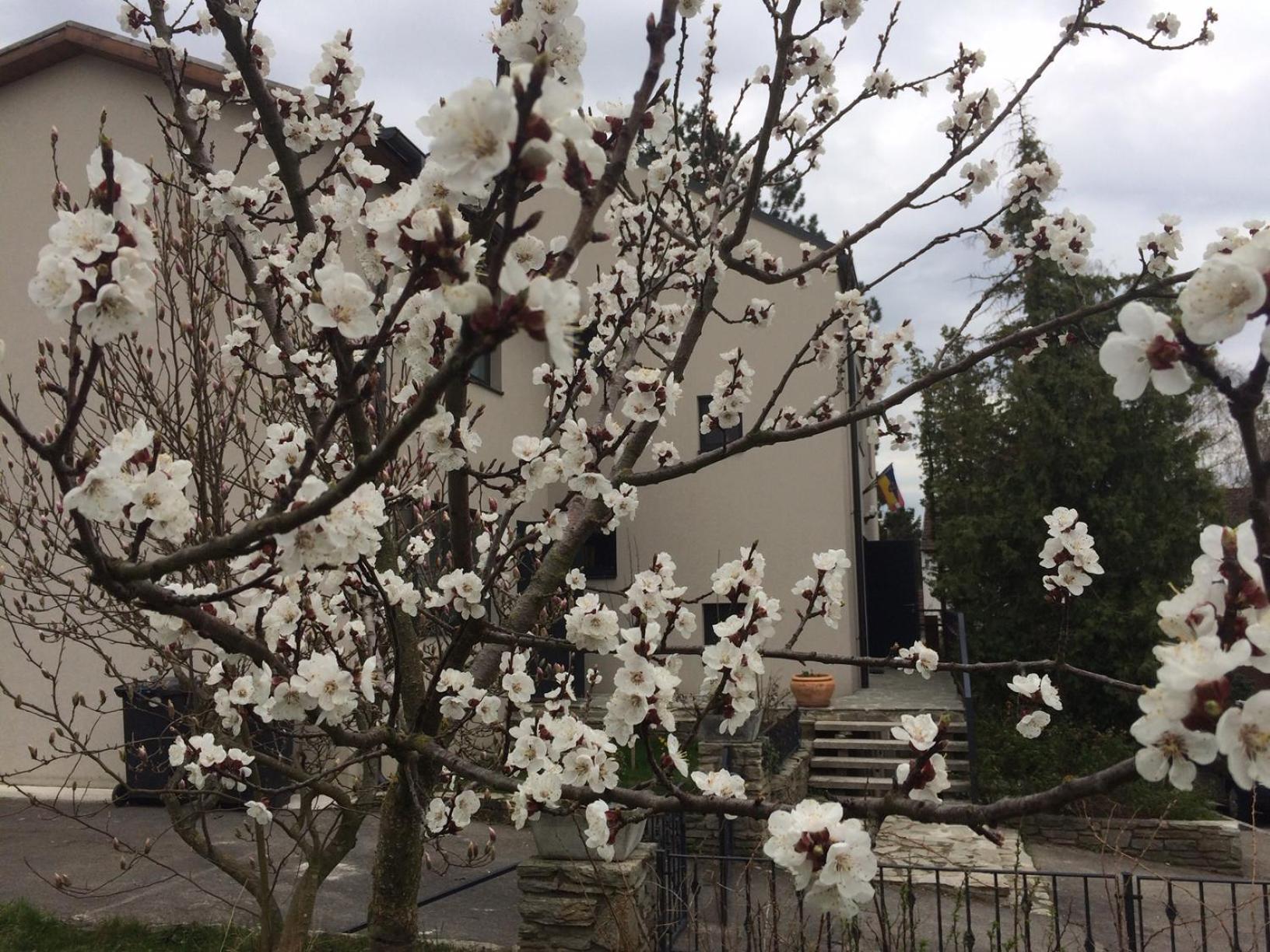 Pension Marillenhof Bed & Breakfast Melk Exterior photo